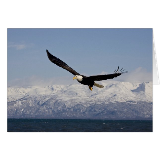 Pygargue à tête blanche en vol, Haliaeetus leucoce (Devant horizontal)