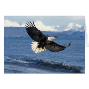 pygargue à tête blanche, Haliaeetus leuccocephalus