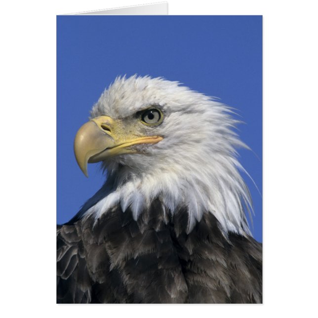 Pygargue à tête blanche, (Haliaeetus leucocephalus (Devant)