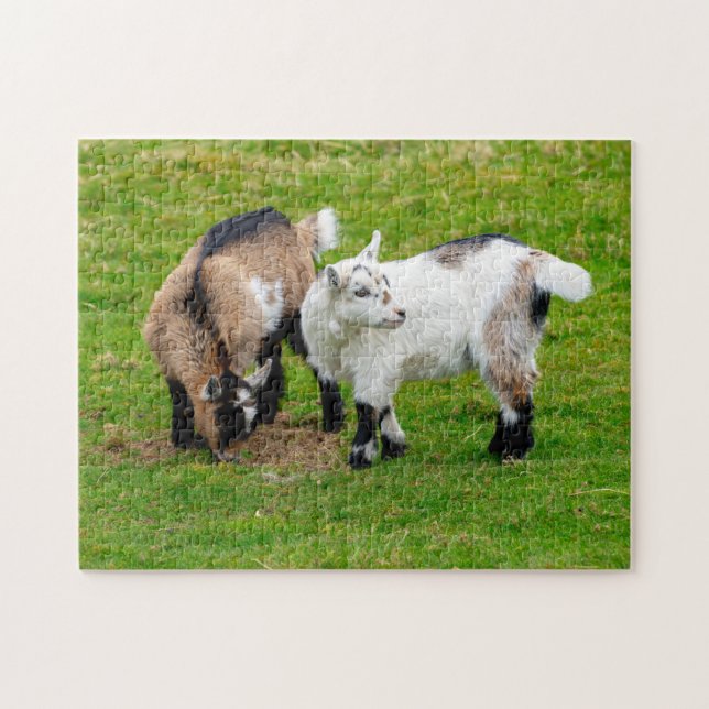 Pygmy Chèvre Kids Jigsaw puzzle (Horizontal)