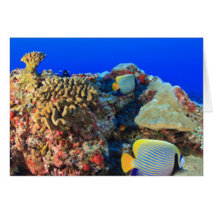 Pygoplites de l'angélique de Regal (diacanthus)