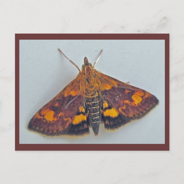 Pyrausta orphisalis Carte postale de la fausse tei (Devant)