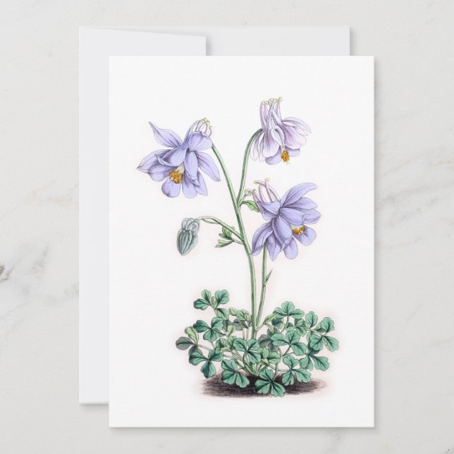 Pyrénées Columbine - Aquilegia pyrenaica (Devant)