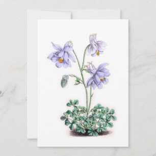 Pyrénées Columbine - Aquilegia pyrenaica