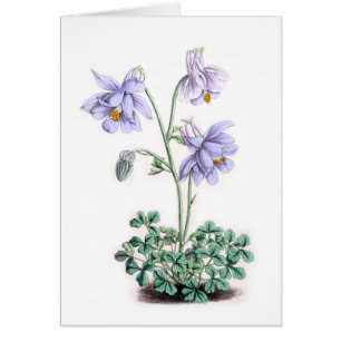Pyrénées Columbine - pyrenaica d'ancolie