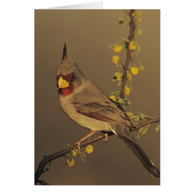 Pyrrhuloxia, Cardinalis sinuatus (Devant)