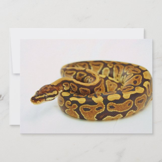 Python à balles jaune et noire (Devant)