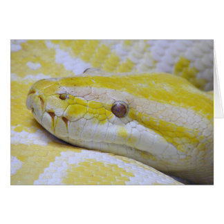 Python albino
