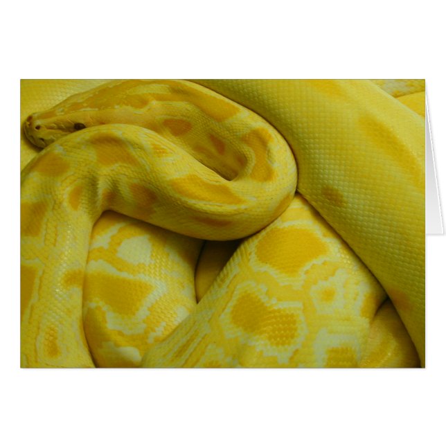 Python birman jaune (Devant horizontal)