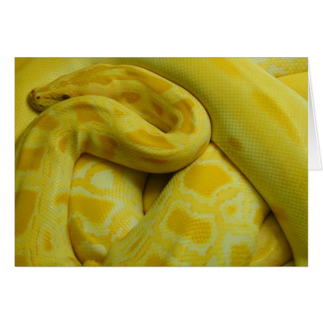 Python birman jaune (Devant Horizontal)