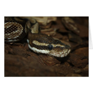 Python Brown