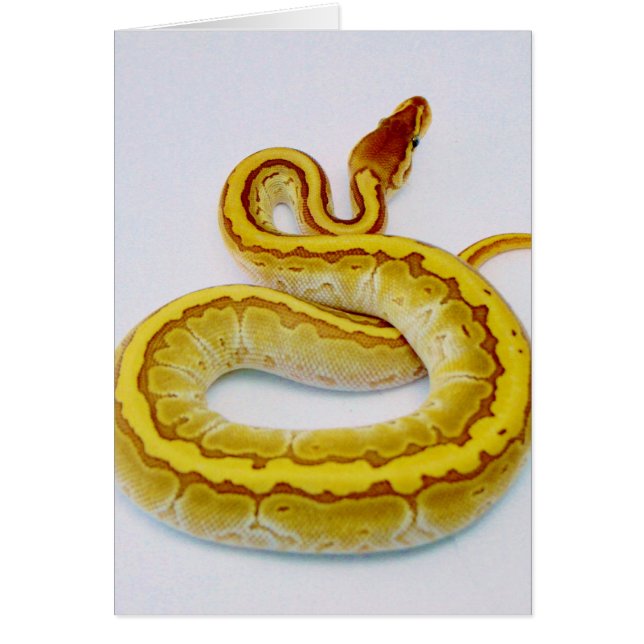 Python jaune de boule de la lettre "S" (Devant)