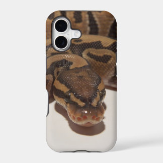 Python royal fantôme