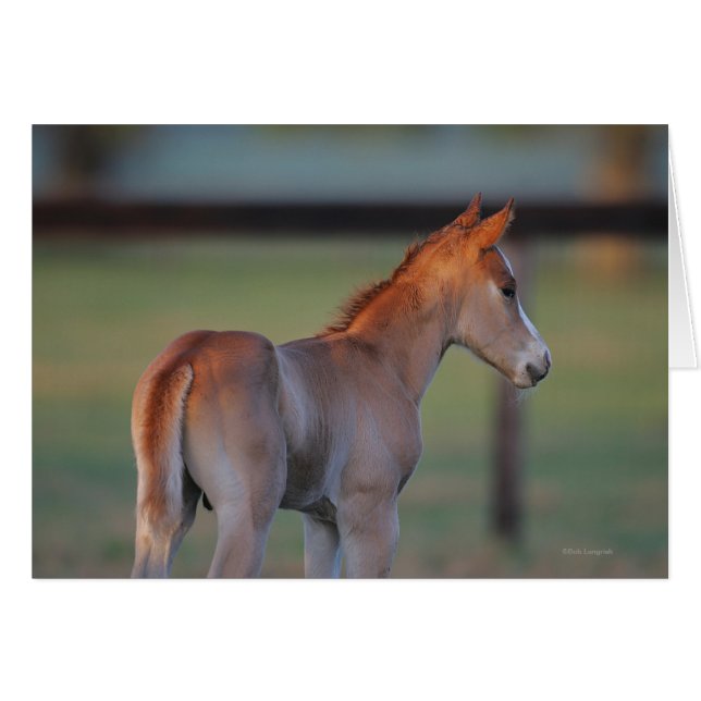 Quart Horse Foin (Devant horizontal)
