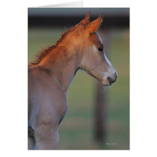 Quart Horse Foin