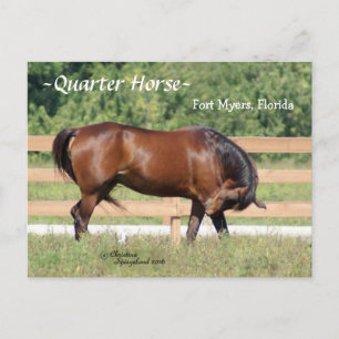 Quartier Horse Fort Myers Florida Carte postale