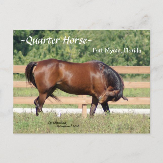 Quartier Horse Fort Myers Florida Carte postale (Devant)