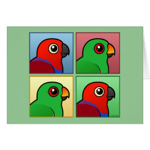 Quatre couleur Eclectus