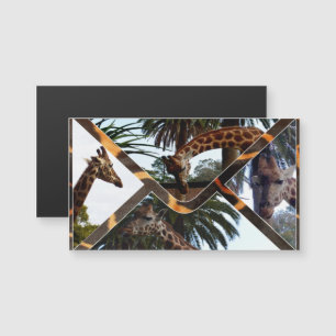 Quatre Giraffes Sur Une Enveloppe De Giraffe,