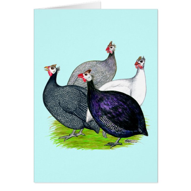 Quatre Guineas (Devant)