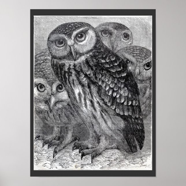 Quatre Hiboux Affiche Vintage Noir et Blanc (Devant)