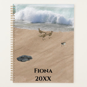 Quatre oiseaux sur une plage