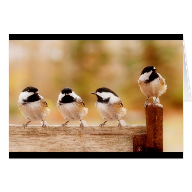 Quatre petits poulets (Devant horizontal)