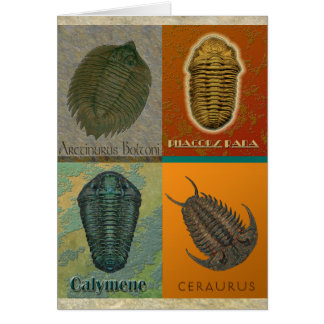 Quatre Trilobites Fossiles