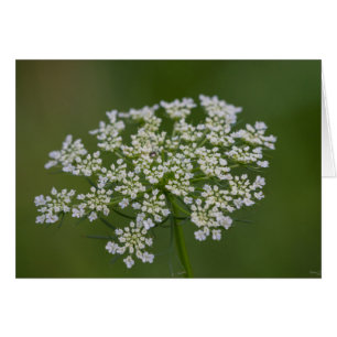 Queen Anne's Lace