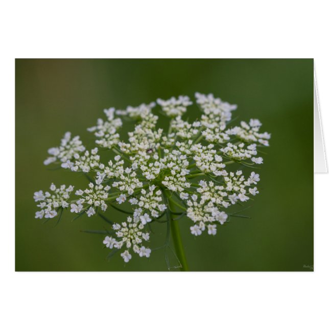 Queen Anne's Lace (Devant Horizontal)