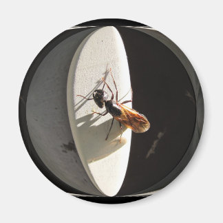 Queen Carpenter Ant ~ aimant