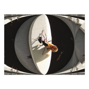 Queen Carpenter Ant ~ Photo