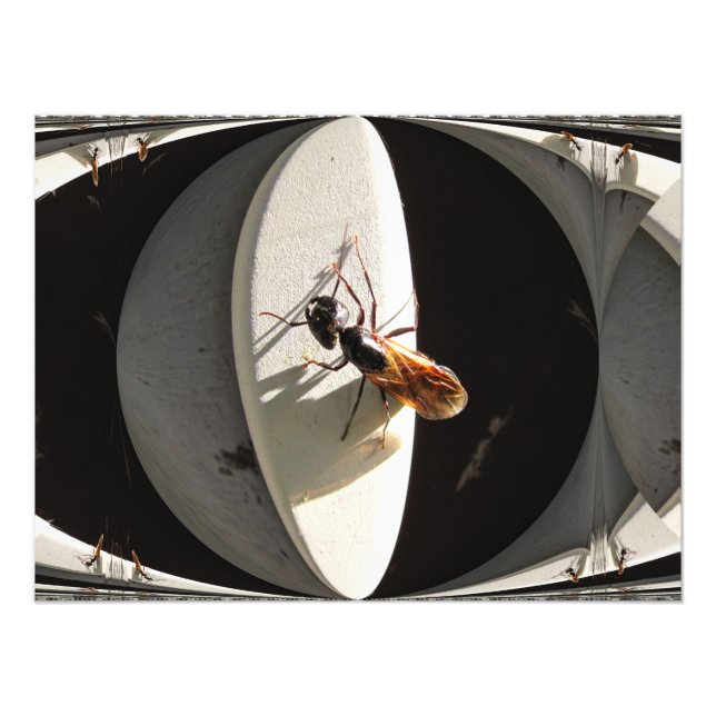 Queen Carpenter Ant ~ Photo (Devant)