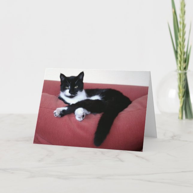 Queen Cat 2 Carte photo / frère chat dans le bain  (Devant)