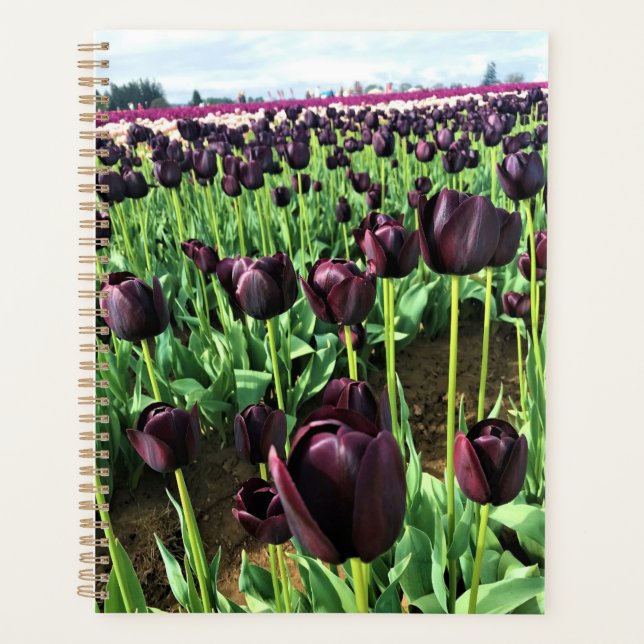 Queen of the Night Tulips, Oregon (Devant)
