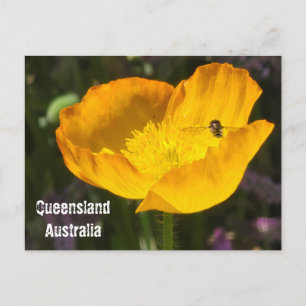 Queensland Australie - Carte postale Fleur & Abeil