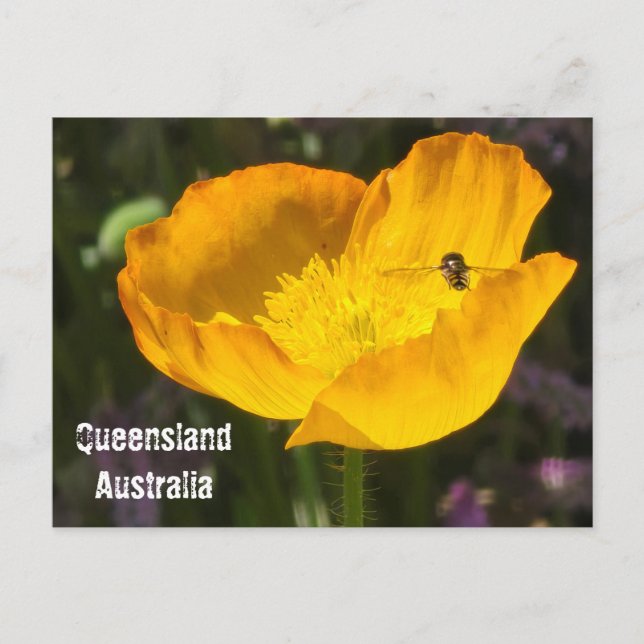 Queensland Australie - Carte postale Fleur & Abeil (Devant)