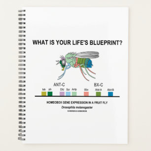 Quel est le plan directeur de votre vie ? Biologie