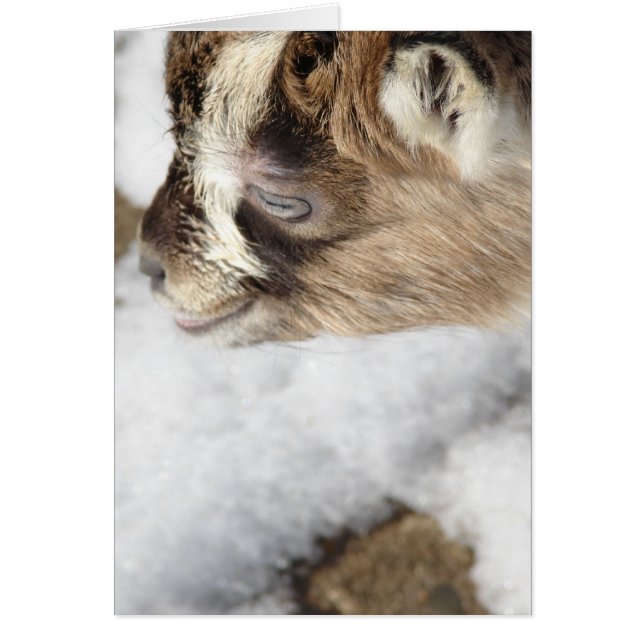 Qu'est-ce que la neige ? Chèvre bébé voit la neige (Devant)