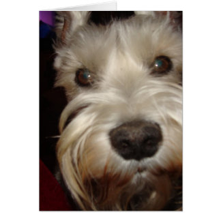 Qu'est-ce que tu regardes ?