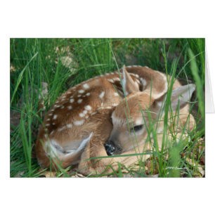 Queue blanche de bébé