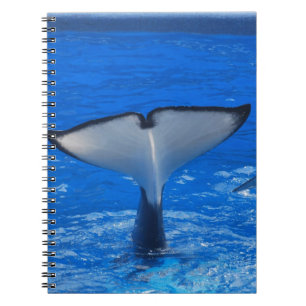 Queue d'un carnet de baleine