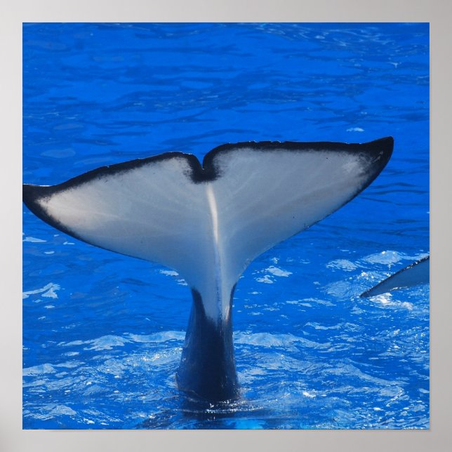 Queue d'une affiche de baleine (Devant)