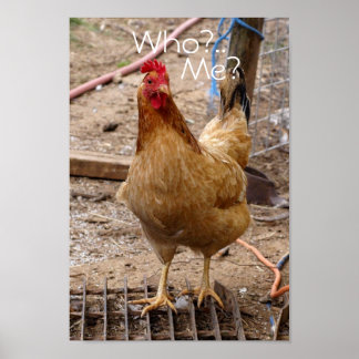 Qui appelez-vous le poulet ? Affiche