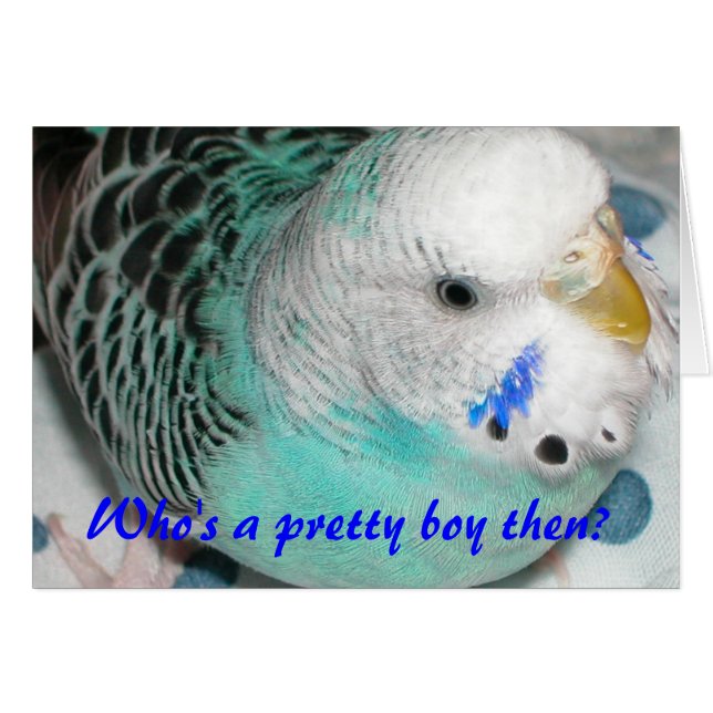 Qui est un joli garçon alors ? (Devant horizontal)