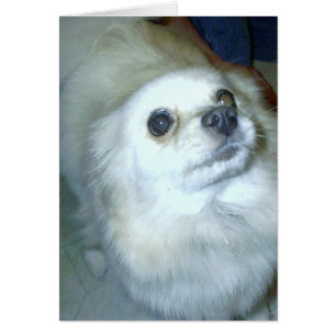 Qui Moi ? Chiot Poméranien