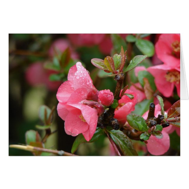 Quince rose printanier (Devant horizontal)