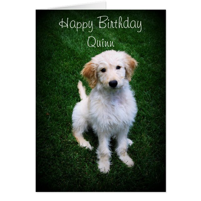 Quinn Joyeux Anniversaire Golden Doodle Chiot (Devant)