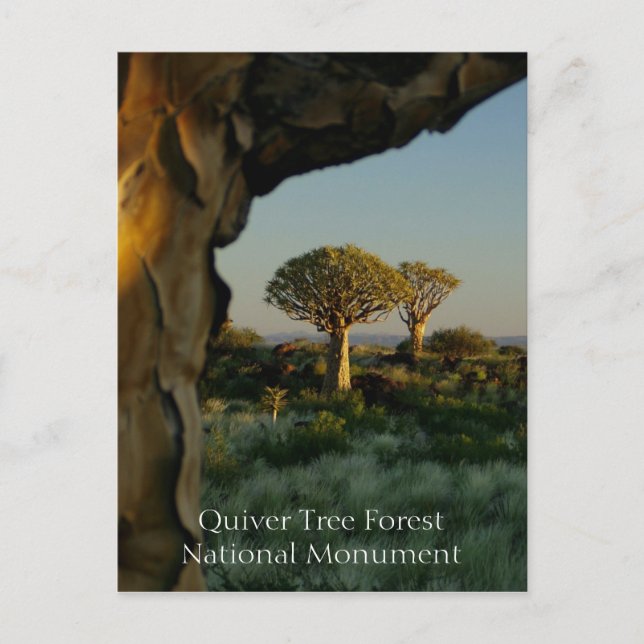 Quiver Tree Forest, Namibie Carte postale (Devant)