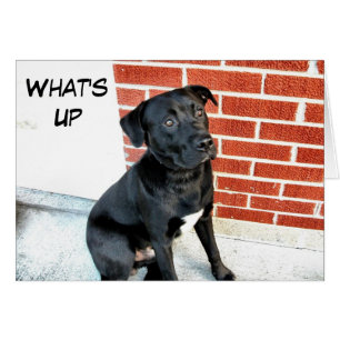 Quoi de neuf Black Labrador